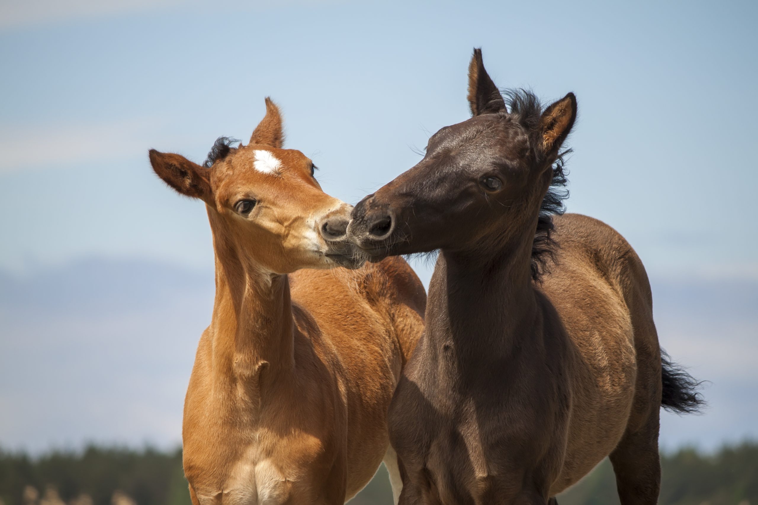 Two,Latvian,Thoroughbred,On,The,Pasture