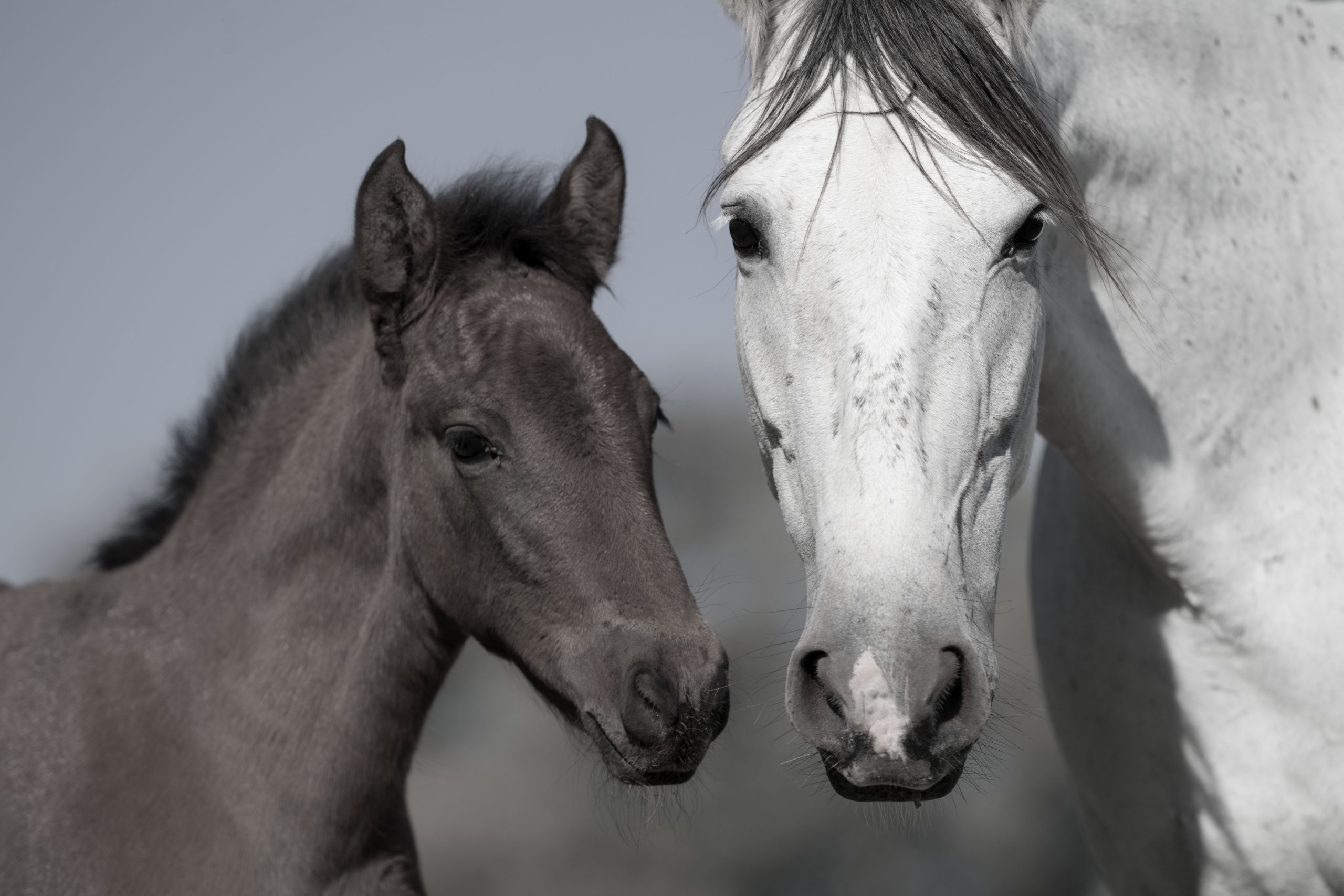 Mare,With,Her,Little,Foal