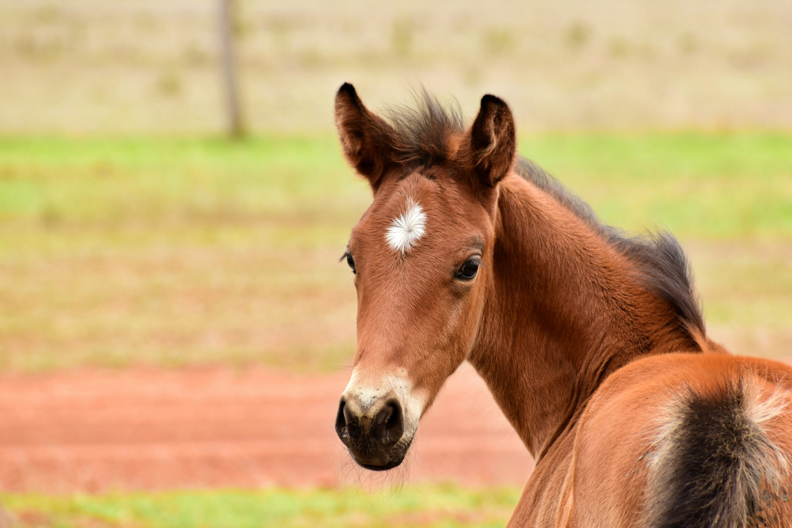bhf-homepage-pony