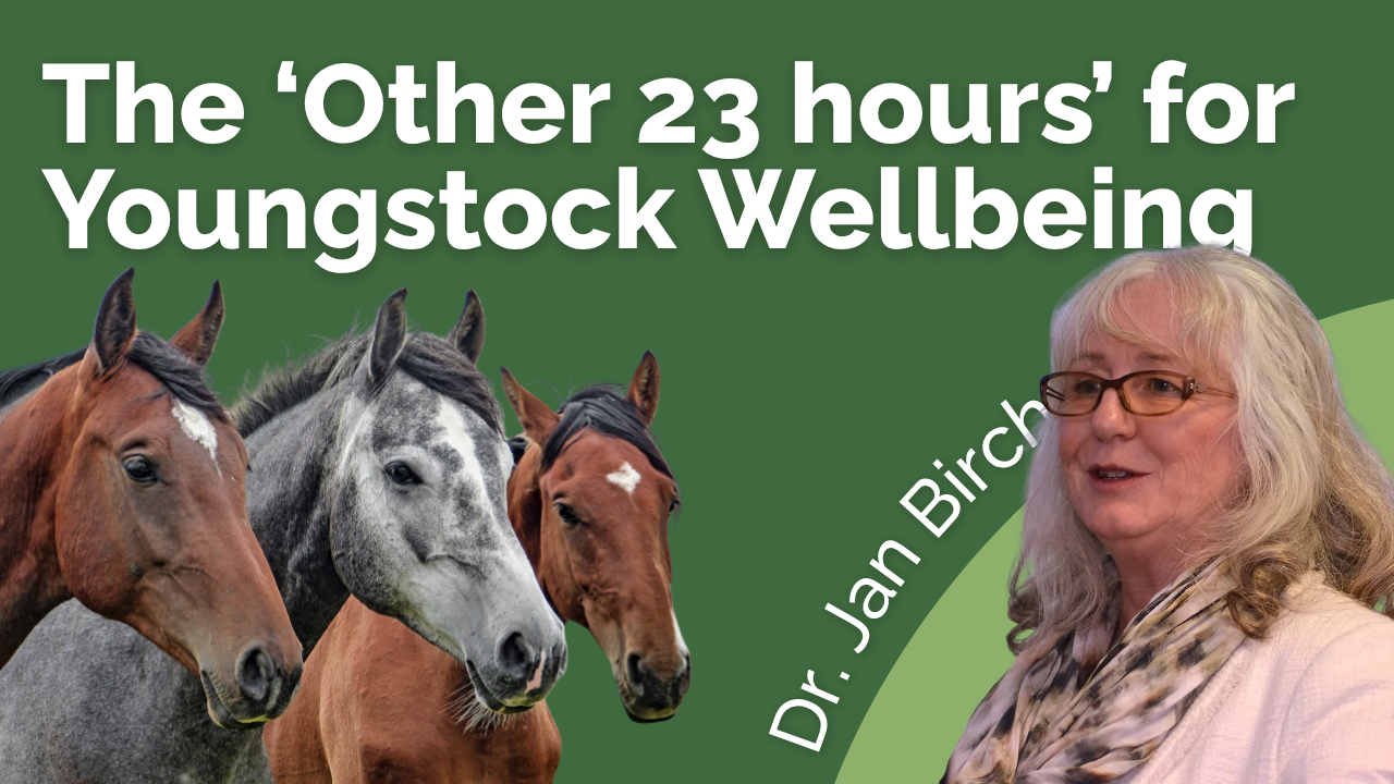 The Other 23 Hours for Youngstock Well being The Other 23 Hours for Youngstock Well being