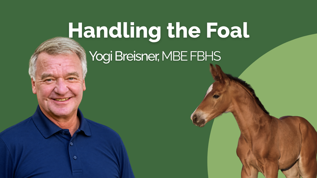 Handling the Foal - BHF