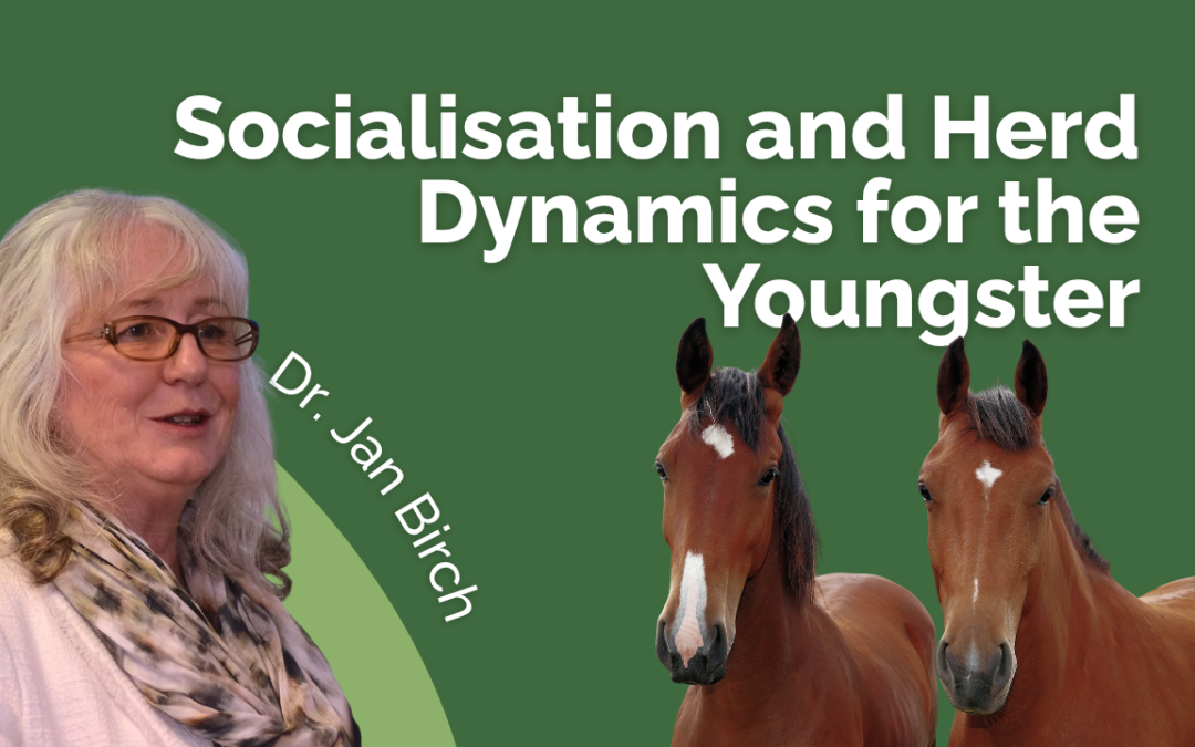 Socialisation and Herd Dynamics for the Youngster - BHF