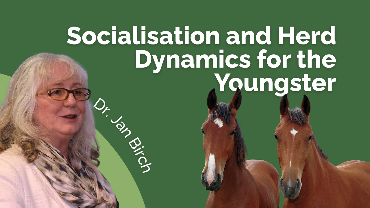 Socialisation and Herd Dynamics for the Youngster - BHF