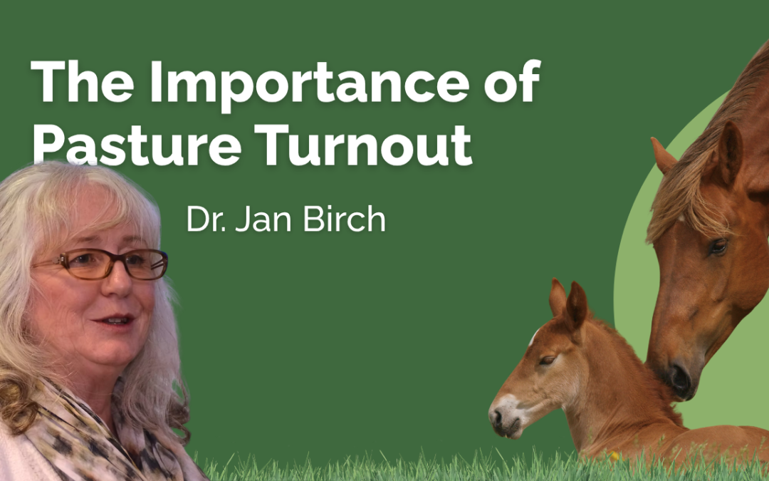 The importance of Pasture Turnout - BHF