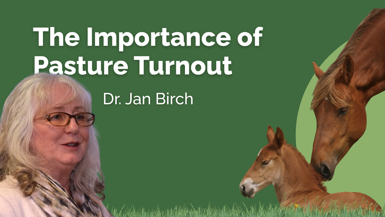 The importance of Pasture Turnout - BHF
