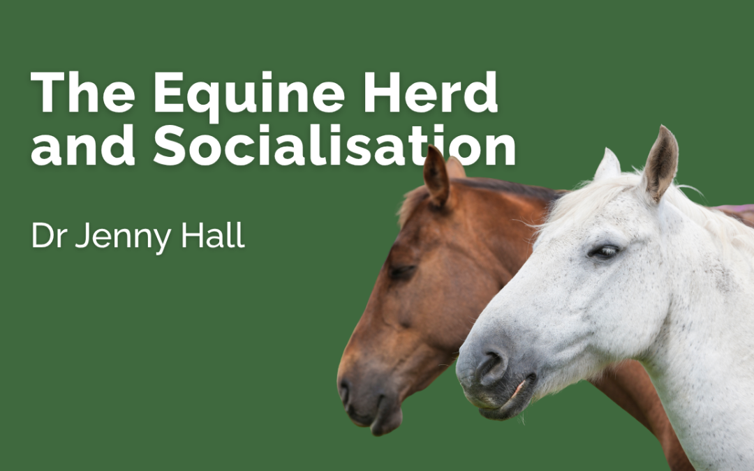 The Equine Herd and Socialisation