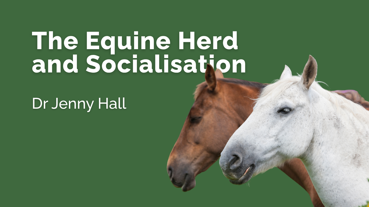 The Equine Herd and Socialisation