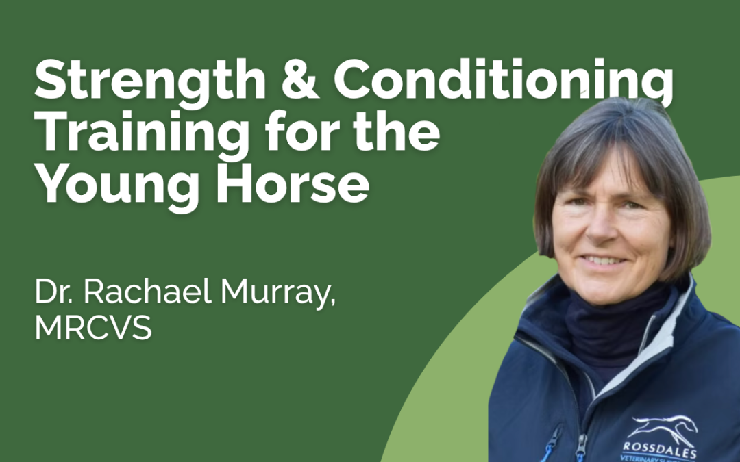 Strength and Conditioning Training for the Young Horse - Dr Rachael Murray