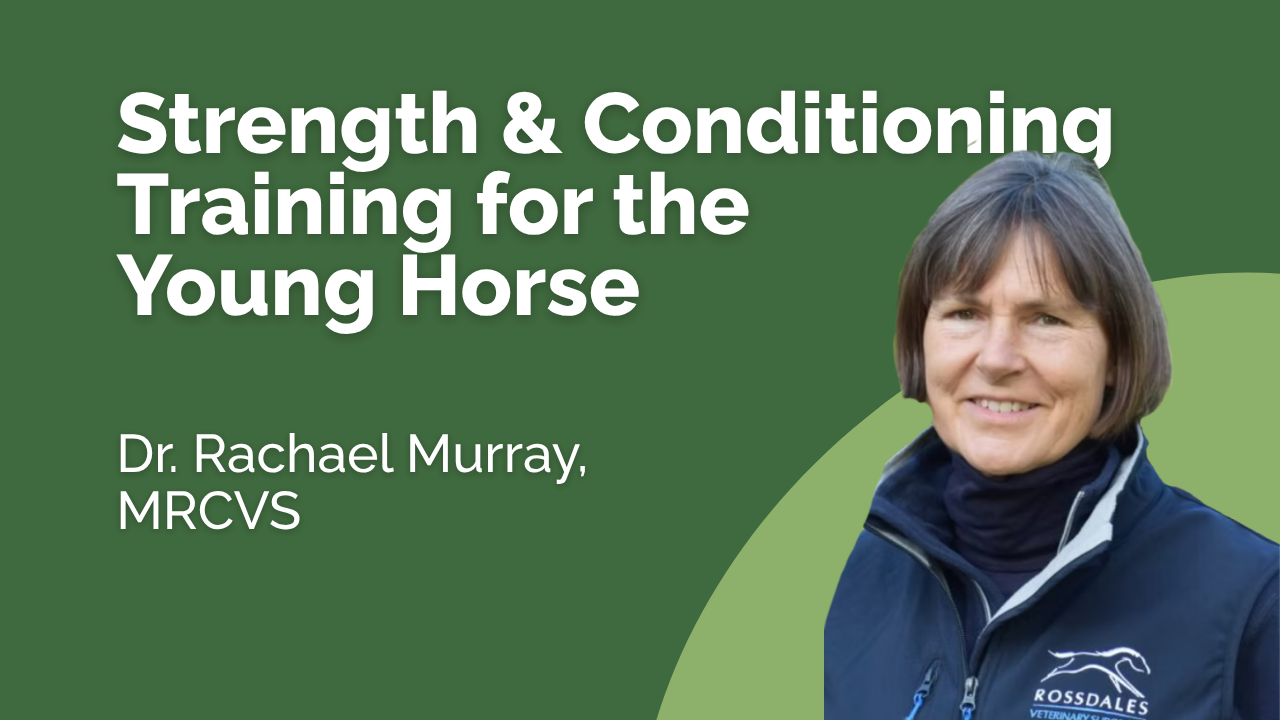 Strength and Conditioning Training for the Young Horse - Dr Rachael Murray