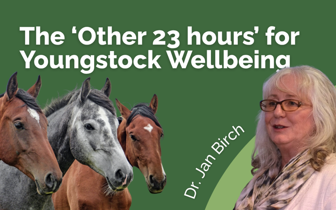 The Other 23 Hours for Youngstock Well being