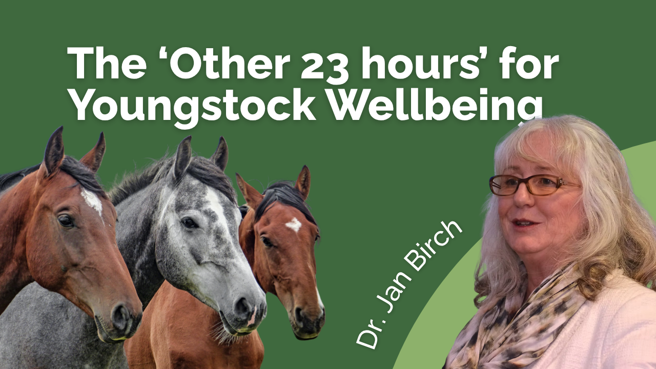 The Other 23 Hours for Youngstock Well being