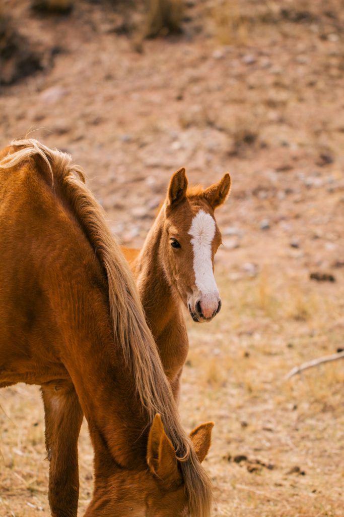 bhf-membership-breeders-and-producers