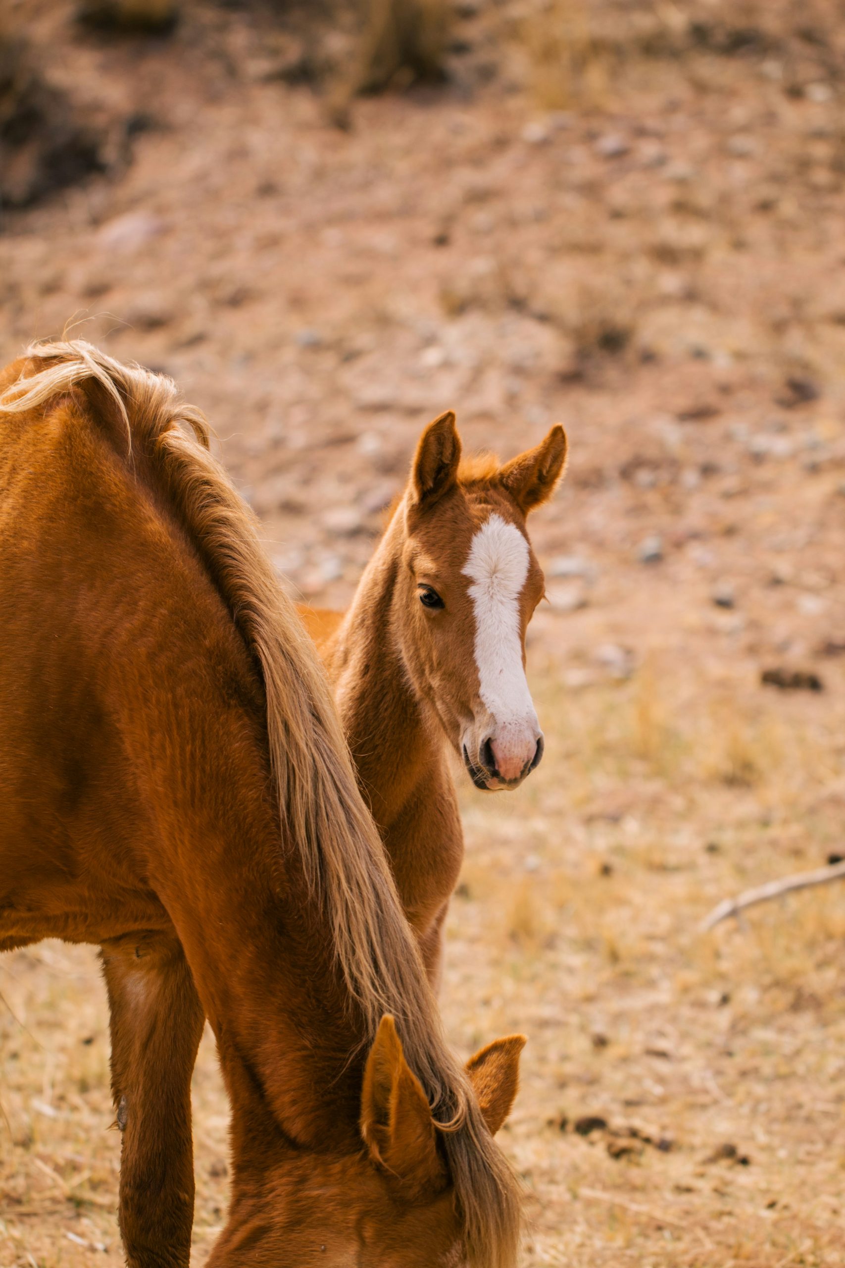 bhf-membership-breeders-and-producers